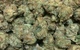 View full size image Tahoe OG (Popcorn)